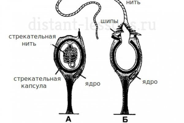 Стрекательные клетки имеются